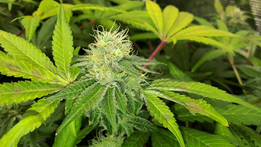 420 FASTBUDS = BISCOTTI GELATO. Week 15