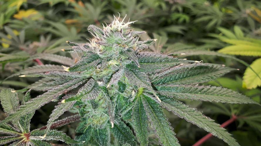 420 FASTBUDS = LEMON CHERRY RUNTZ. Week 15
