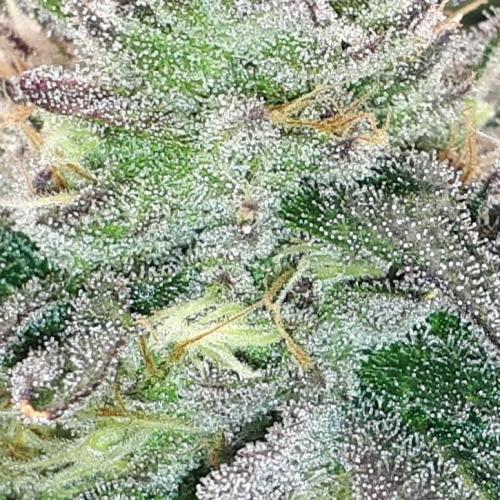 420 FASTBUDS = LEMON CHERRY RUNTZ. Week 15