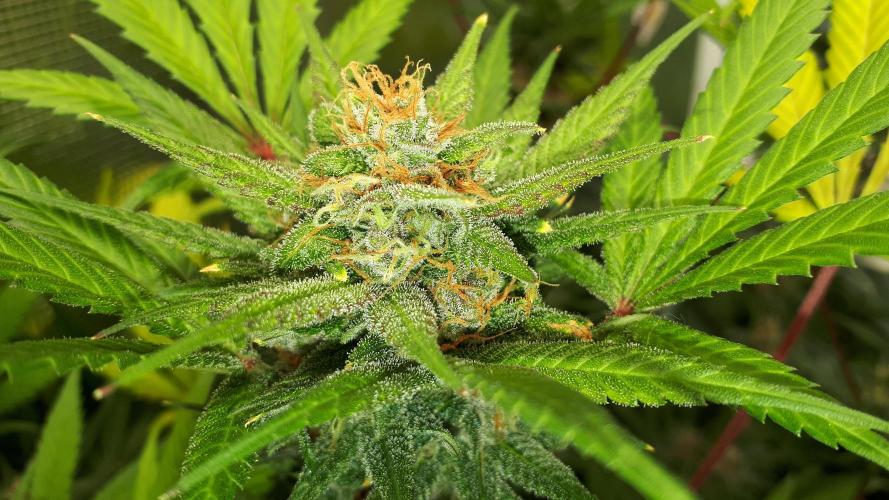 420 FASTBUDS = TROPICANA COOKIES FF. Week 15