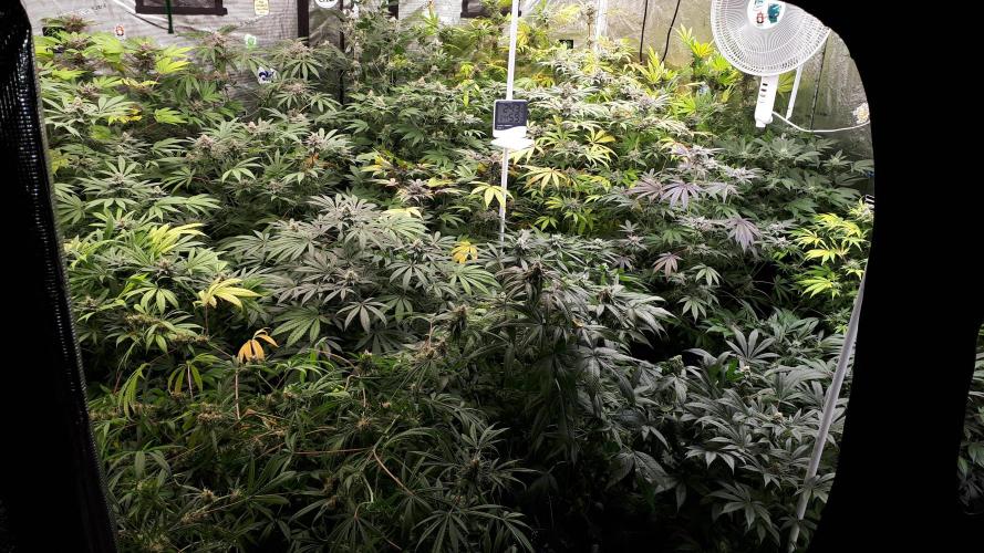 420 FASTBUDS = TROPICANA COOKIES FF. Week 15