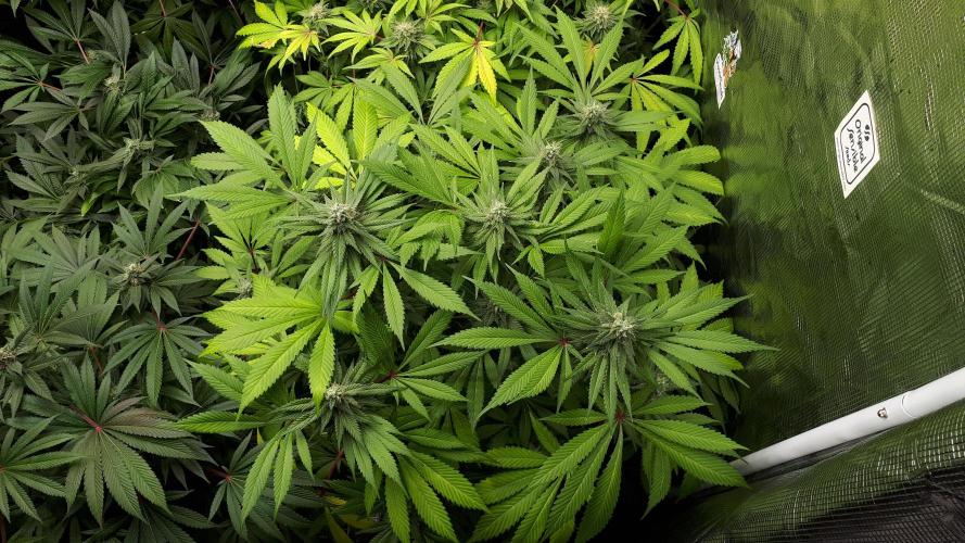 KANNABIA SEEDS = APPLE AND BANANAS. Week 15