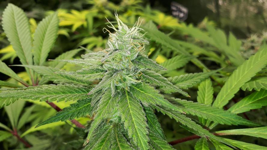 KANNABIA SEEDS = APPLE AND BANANAS. Week 15