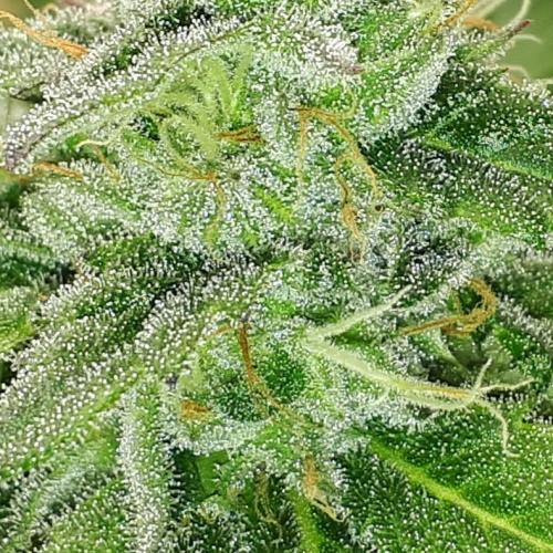 KANNABIA SEEDS = APPLE AND BANANAS. Week 15