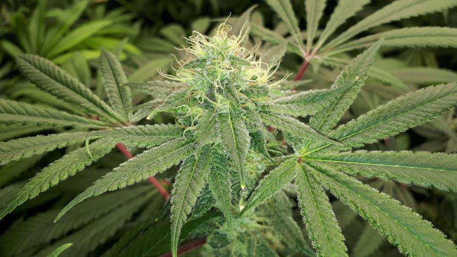 KANNABIA SEEDS = HELLFIRE OG. Week 15