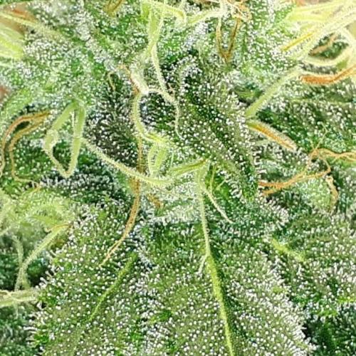 KANNABIA SEEDS = HELLFIRE OG. Week 15