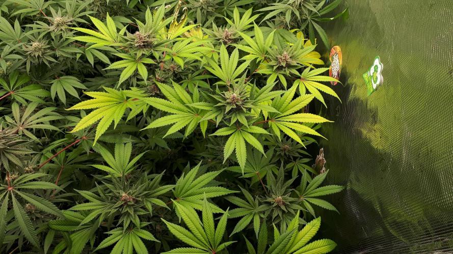 KANNABIA SEEDS = PINK GELATO. Week 15