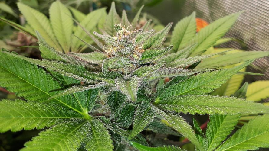 KANNABIA SEEDS = PINK GELATO. Week 15