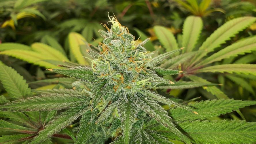 KANNABIA SEEDS = ZOAP ROSE. Week 15