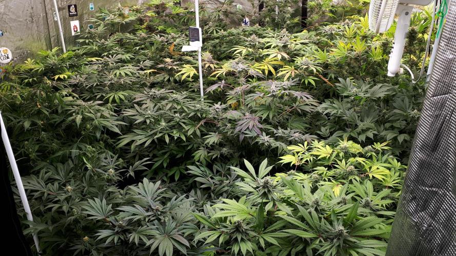 Banana Fumes. Week 15