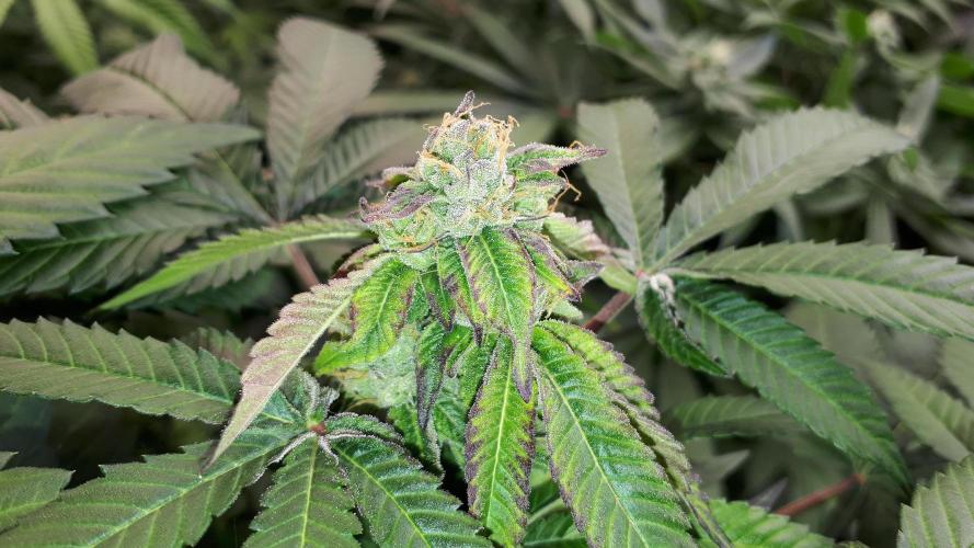 ILGM = GRAPE FANTA. Week 15