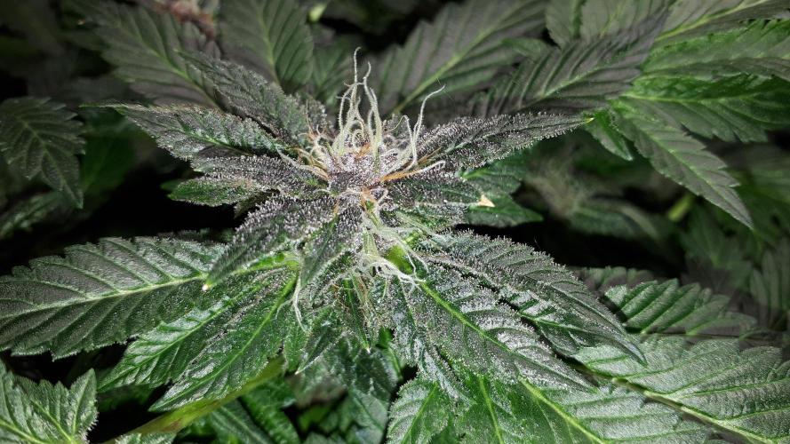 ILGM = TANGIE QUEEN. Week 15