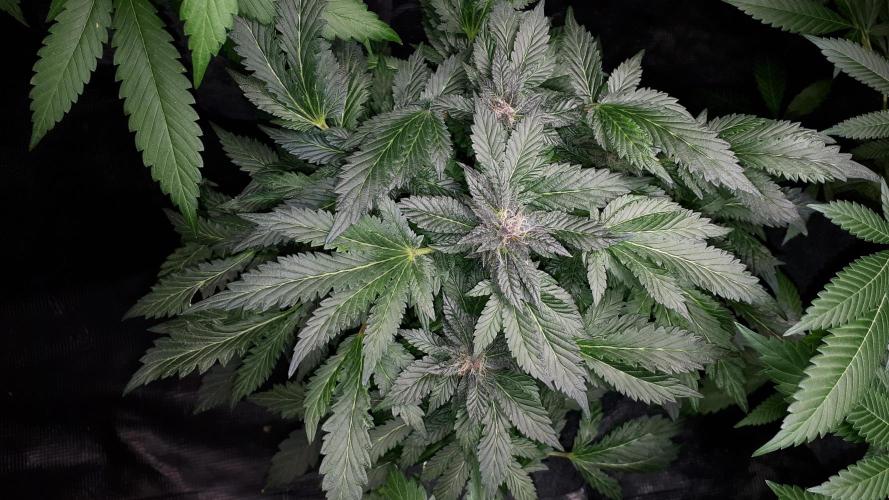 ILGM = TANGIE QUEEN. Week 15
