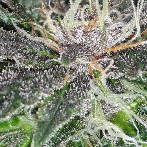 ILGM = TANGIE QUEEN. Week 15