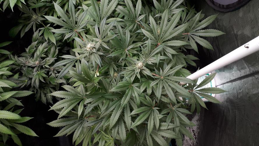 SUPERNATURAL SEEDS = APPLE MAC. Week 15