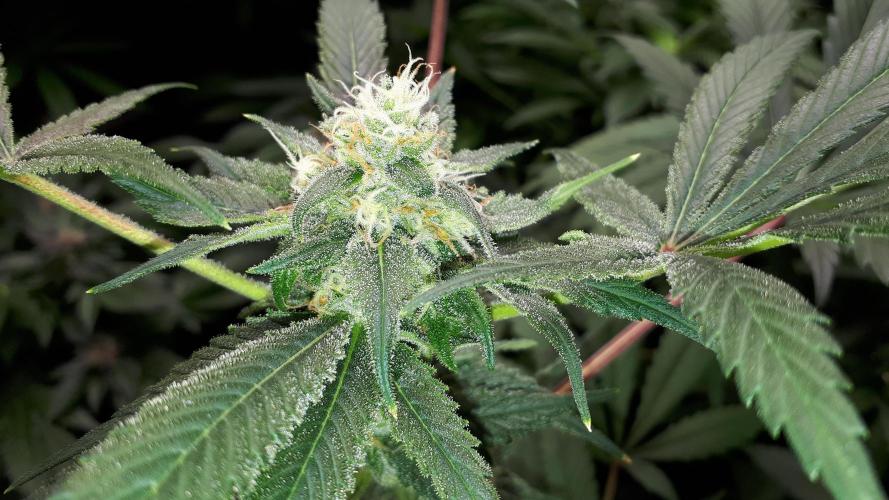 SUPERNATURAL SEEDS = APPLE MAC. Week 15