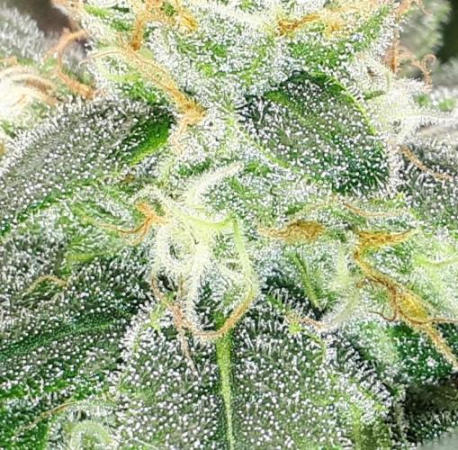 SUPERNATURAL SEEDS = APPLE MAC. Week 15