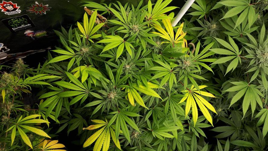 SUPERNATURAL SEEDS = GRAPE GASOLINE. Week 15