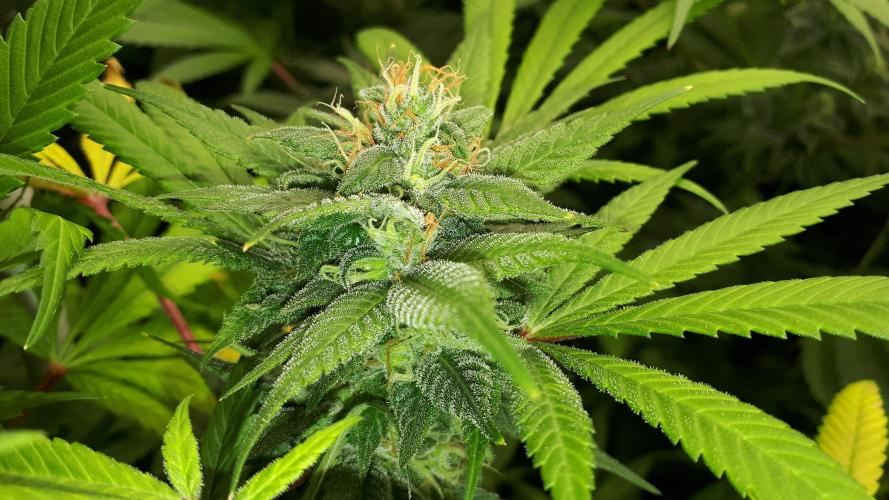 SUPERNATURAL SEEDS = GRAPE GASOLINE. Week 15