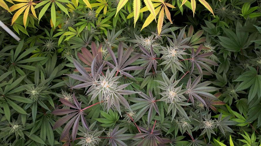 UKHTA SEEDS = CANDY HOUSE. Week 15