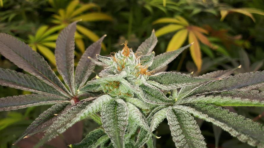 UKHTA SEEDS = CANDY HOUSE. Week 15