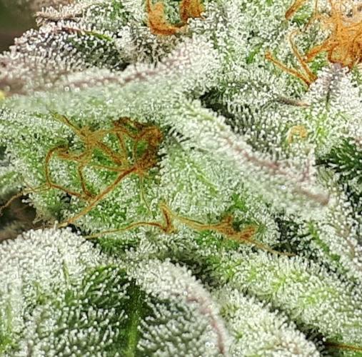 UKHTA SEEDS = CANDY HOUSE. Week 15