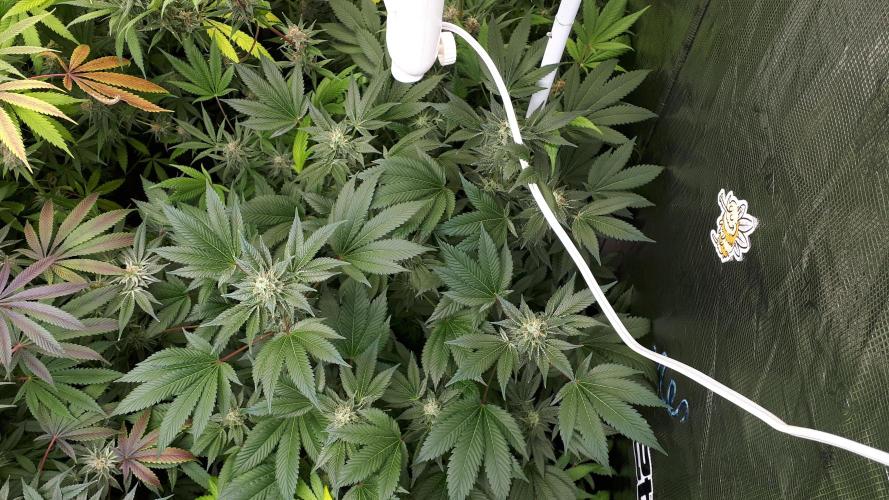 IZI SEEDS = GRANDPA ZOMBIE. Week 15