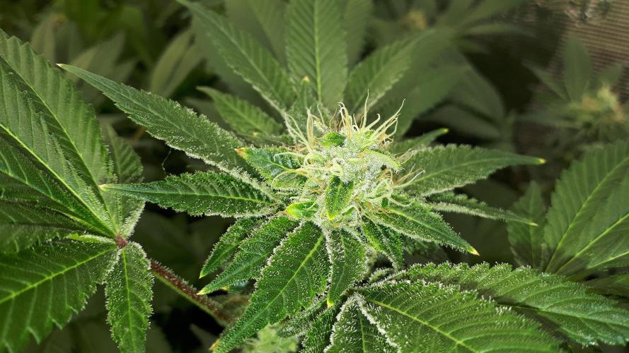 IZI SEEDS = GRANDPA ZOMBIE. Week 15