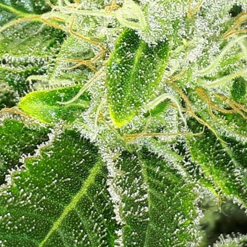 IZI SEEDS = GRANDPA ZOMBIE. Week 15
