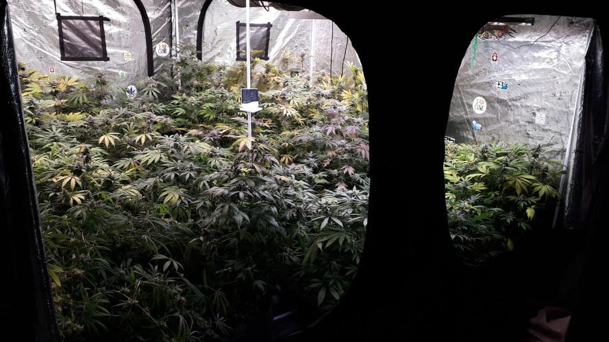 25 PLANT GROW- 8X8 GROW TENT. Week 16