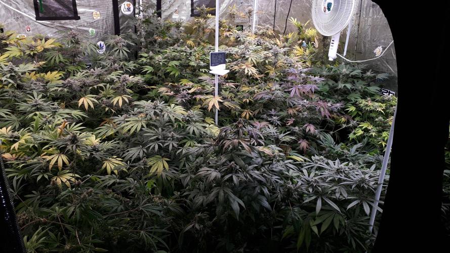 25 PLANT GROW- 8X8 GROW TENT. Week 16