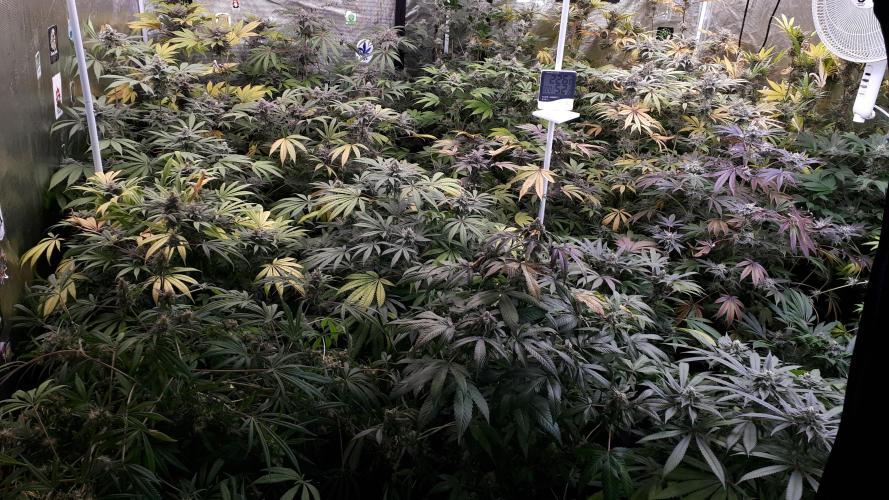 25 PLANT GROW- 8X8 GROW TENT. Week 16