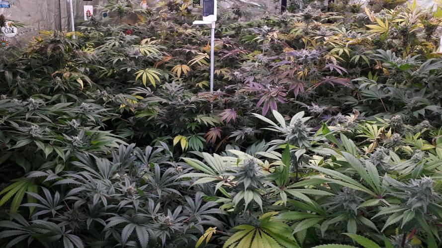 25 PLANT GROW- 8X8 GROW TENT. Week 16