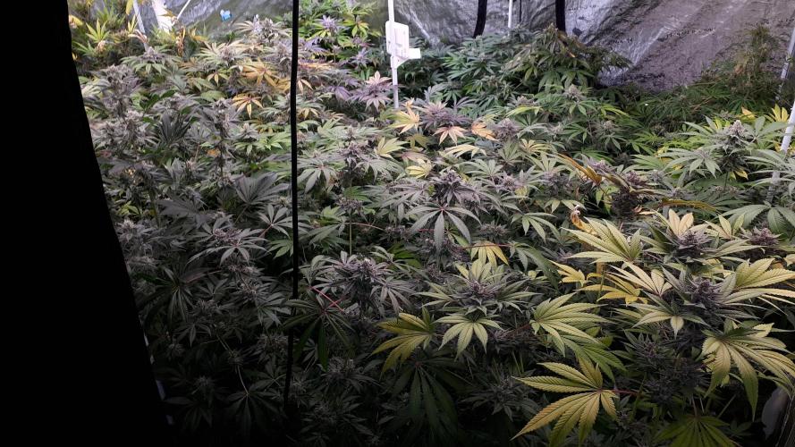 25 PLANT GROW- 8X8 GROW TENT. Week 16