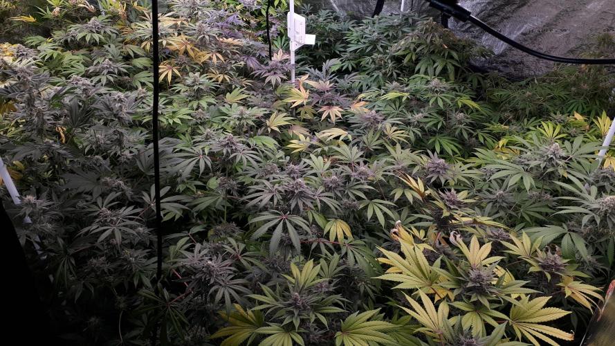 25 PLANT GROW- 8X8 GROW TENT. Week 16