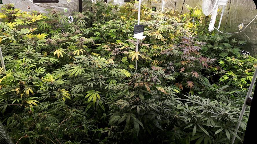 25 PLANT GROW- 8X8 GROW TENT. Week 16