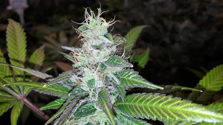 MSNL SEEDS = CARBON FIBER. Week 16