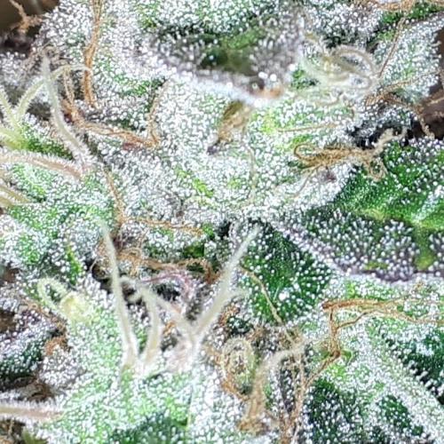 MSNL SEEDS = CARBON FIBER. Week 16