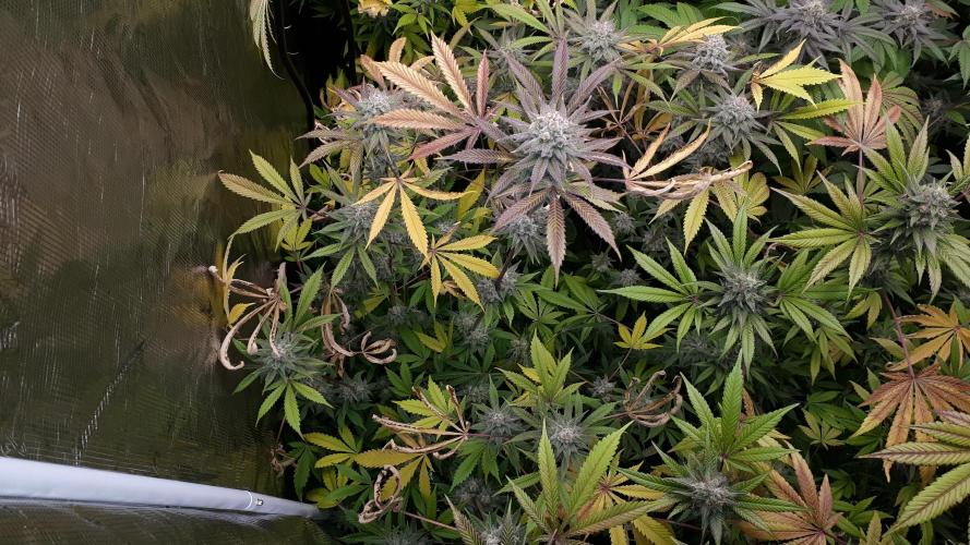 MSNL SEEDS = GORILLA ZKITTLES. Week 16