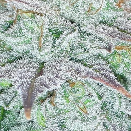 MSNL SEEDS = GORILLA ZKITTLES. Week 16