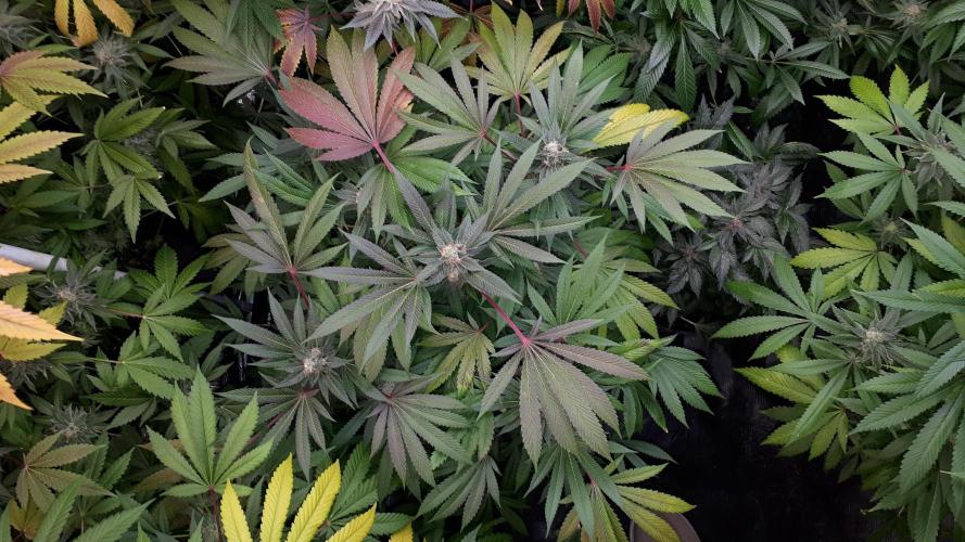 MSNL SEEDS = GRAPE GLACIER. Week 16