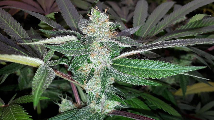 MSNL SEEDS = GRAPE GLACIER. Week 16