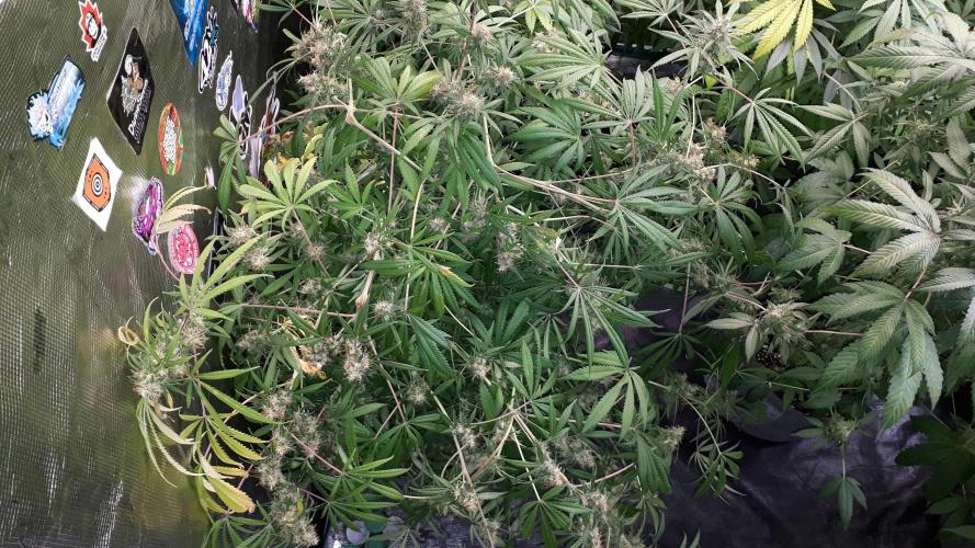MSNL SEEDS = MIMOSA. Week 16