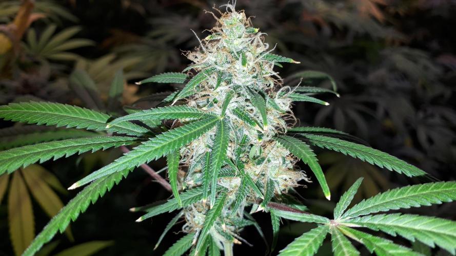 MSNL SEEDS = MIMOSA. Week 16