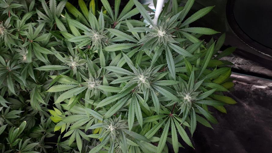 MSNL SEEDS = SKYWALKER OG. Week 16