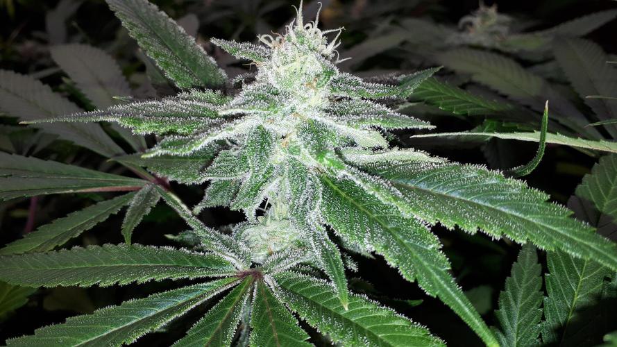 MSNL SEEDS = SKYWALKER OG. Week 16