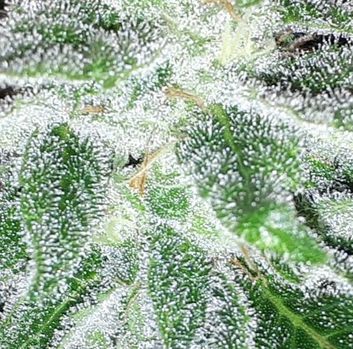 MSNL SEEDS = SKYWALKER OG. Week 16