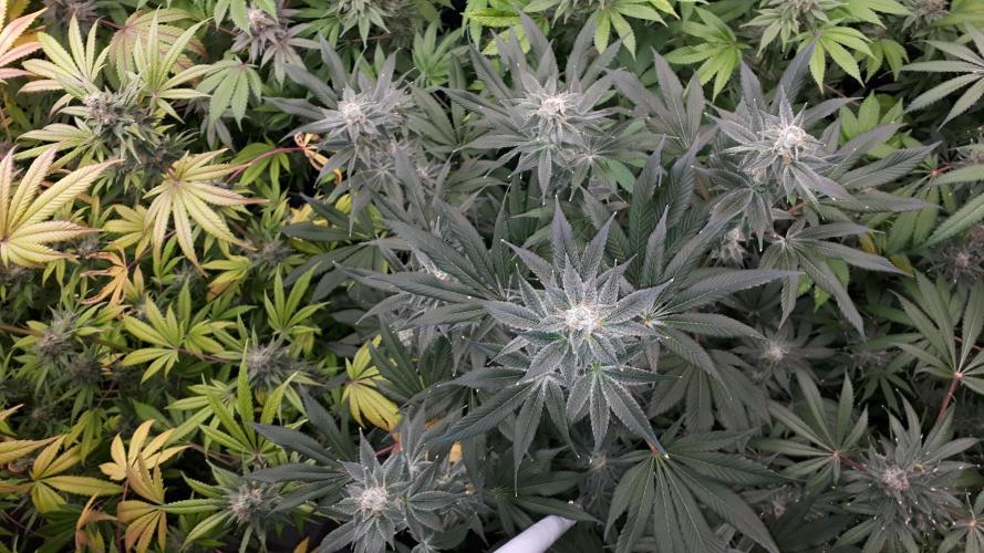 MSNL SEEDS = WHITE TRUFFLE. Week 16