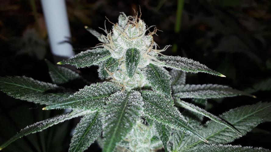 MSNL SEEDS = WHITE TRUFFLE. Week 16
