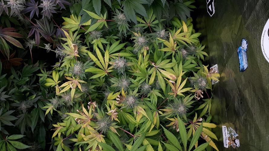 420 FASTBUDS = BISCOTTI GELATO. Week 16